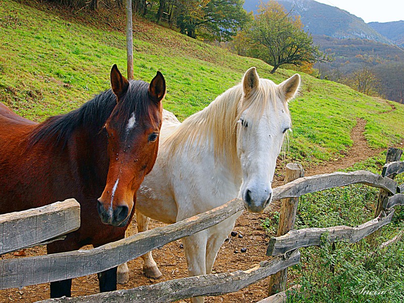 pareja