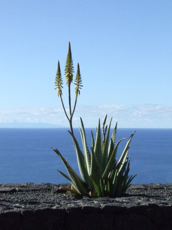 Aloe en flor