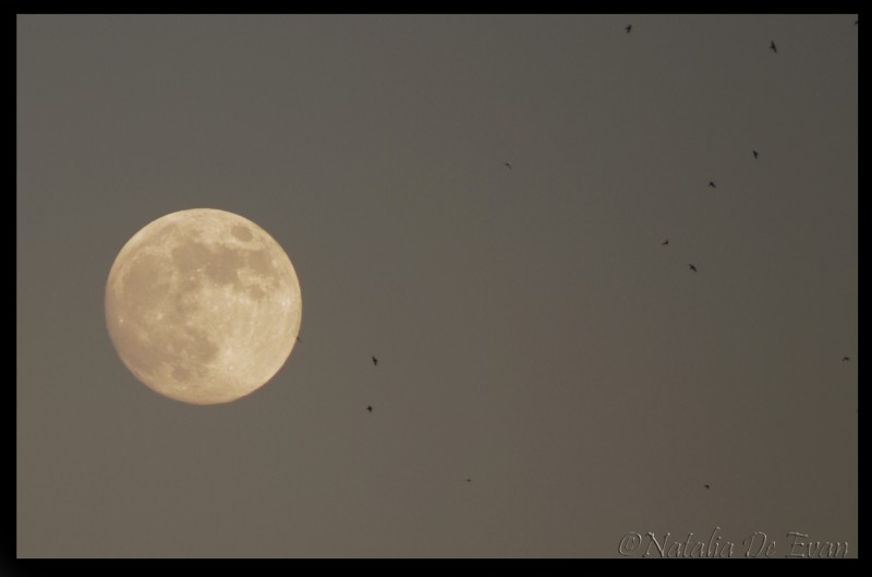 Luna llena