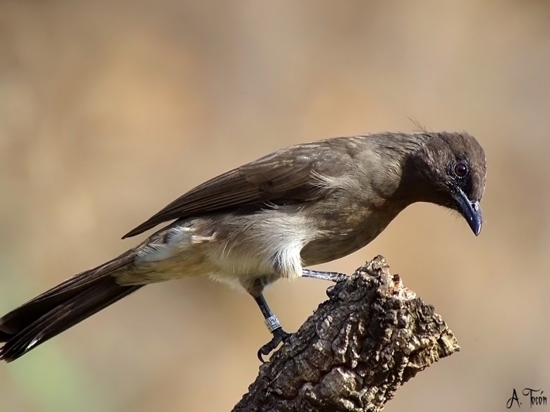 Bulbul1