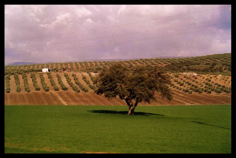 olivos