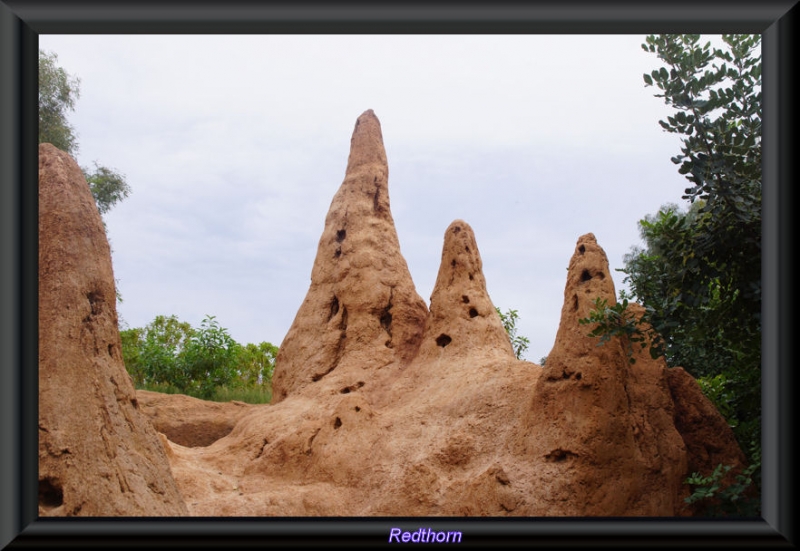 Hormigueros de termitas