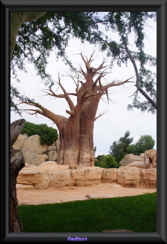 Esplndido Baobab, el rbol de Africa