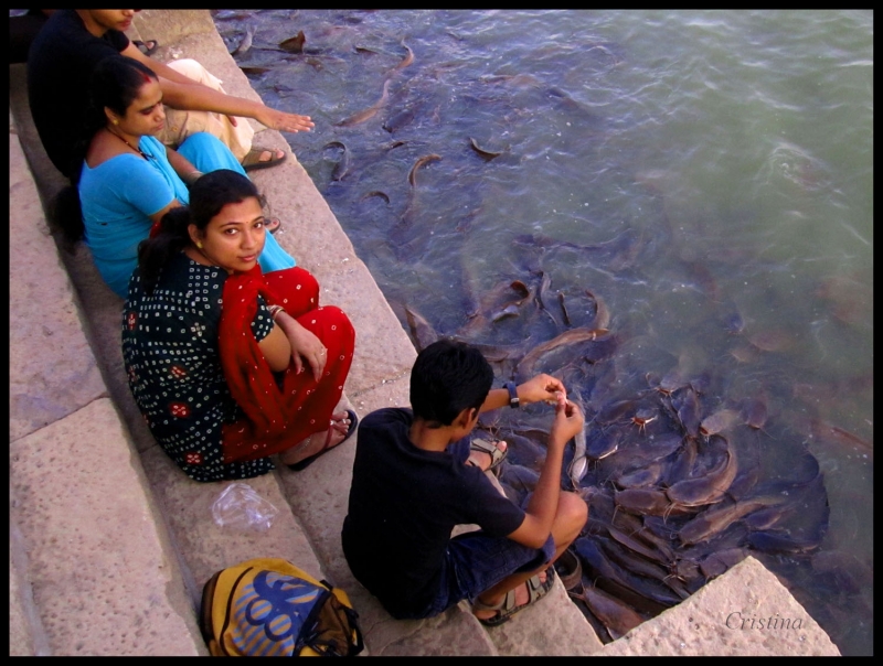 Peces en el lago Gandisagar