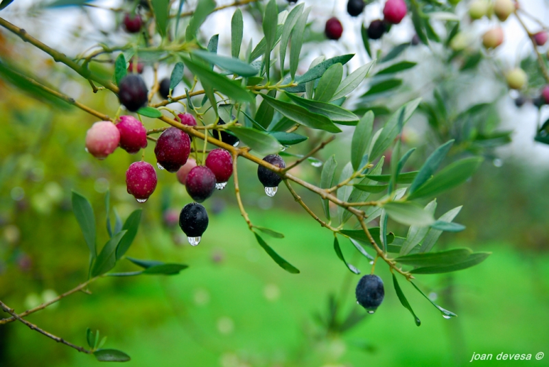 Goteo de aceitunas