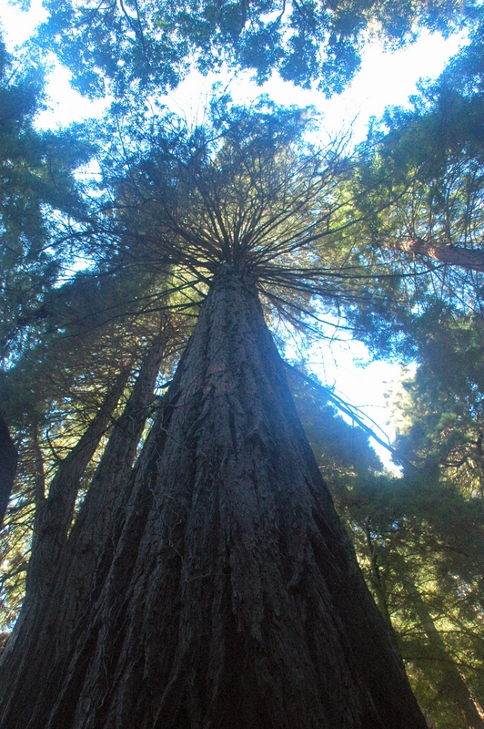 Sequoias rojas