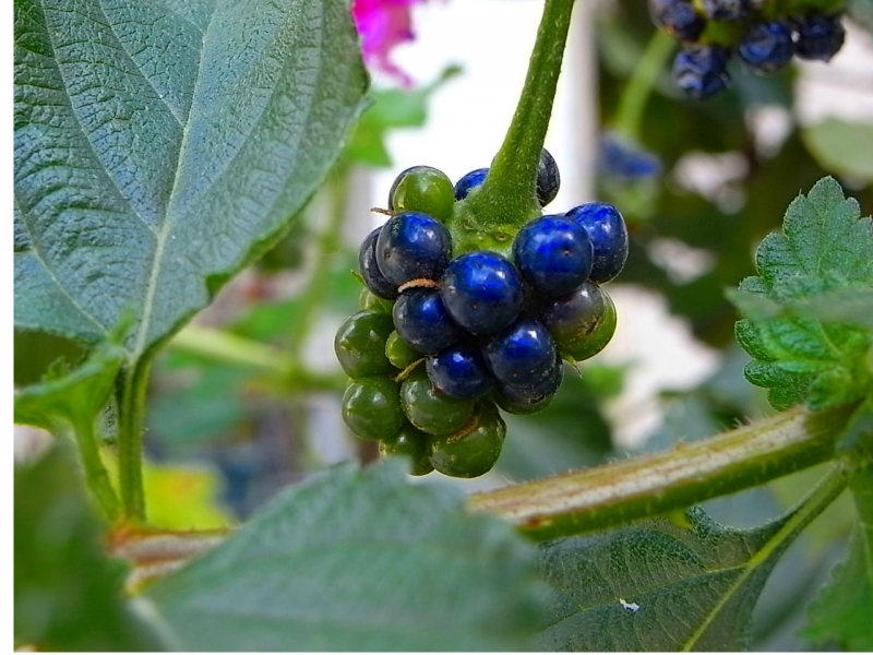 racimos de colores