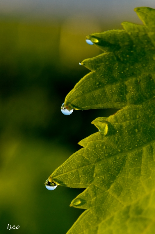 Gotas de roco