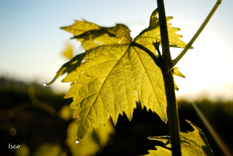 Verde Sol