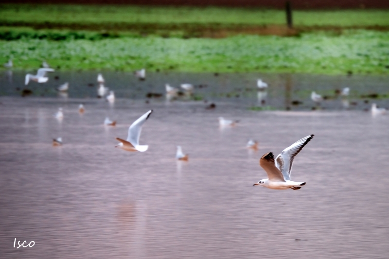 Tras las lluvias