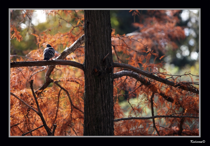 La colombe en automne