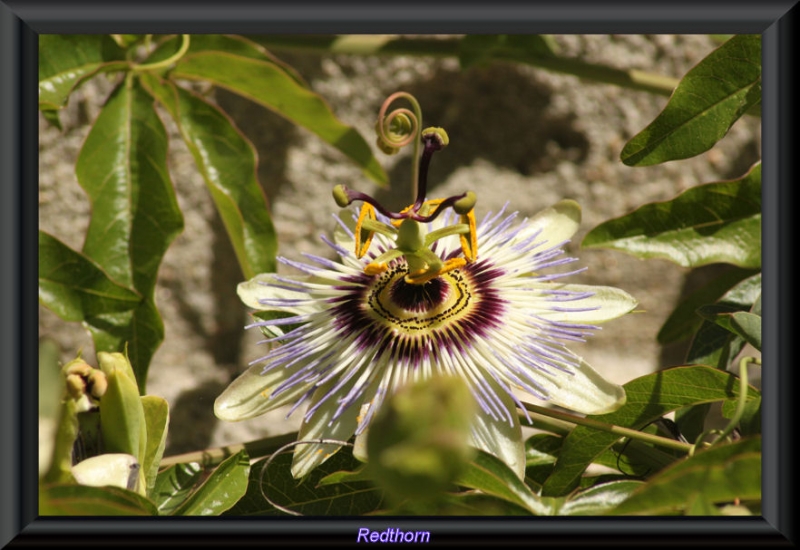 Flor de la pasin, una inflorescencia compleja