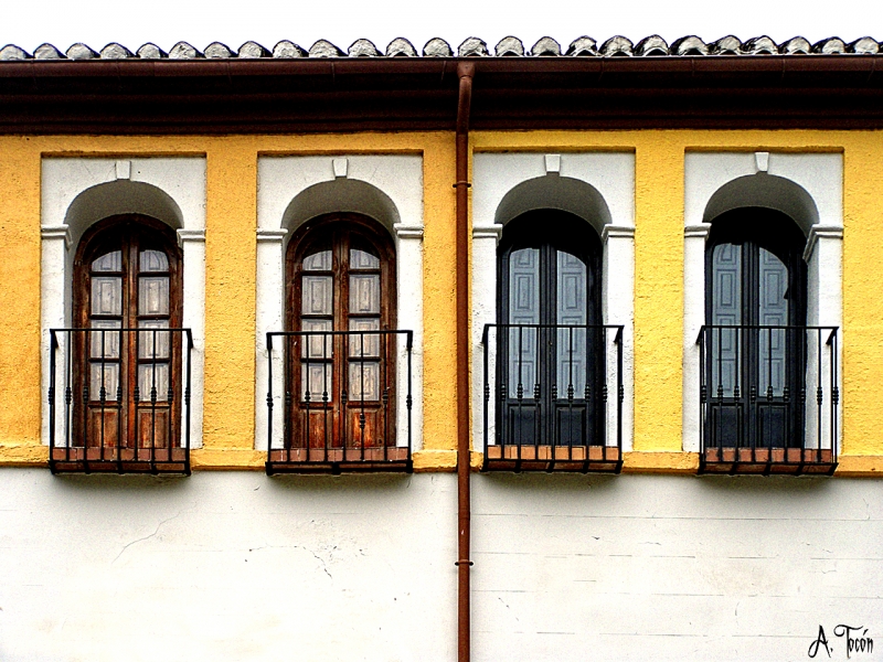 Balcones bicolor