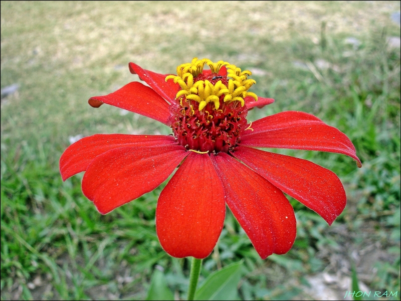 La fLoR