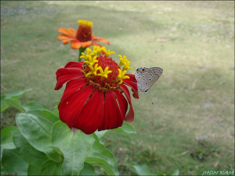 robando flores