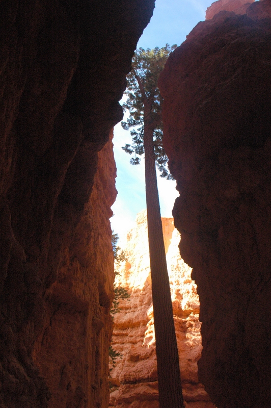 En busca de la luz