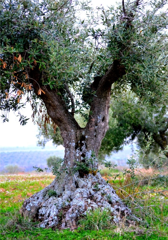 El gran arbol