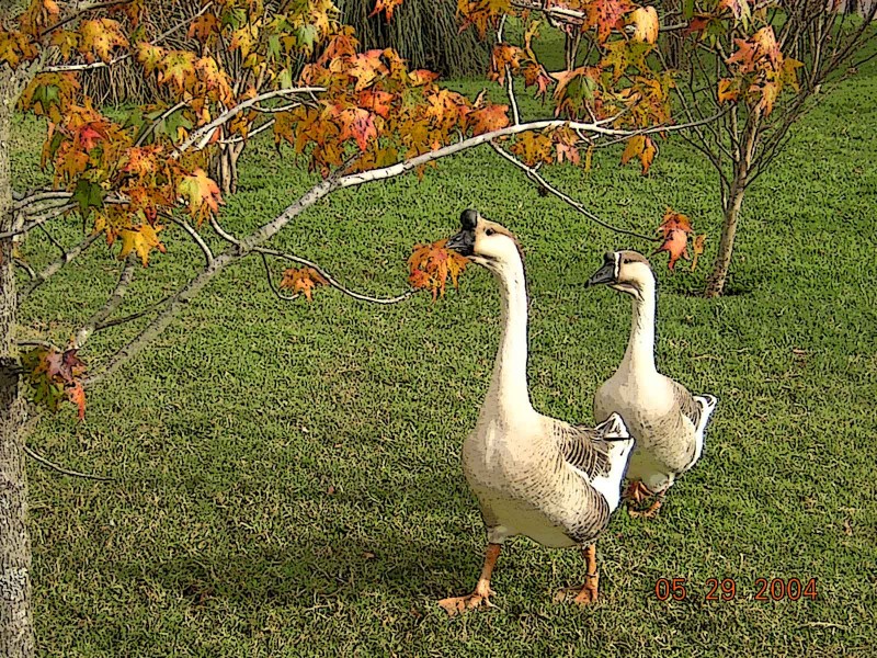 ganso en mi jardin