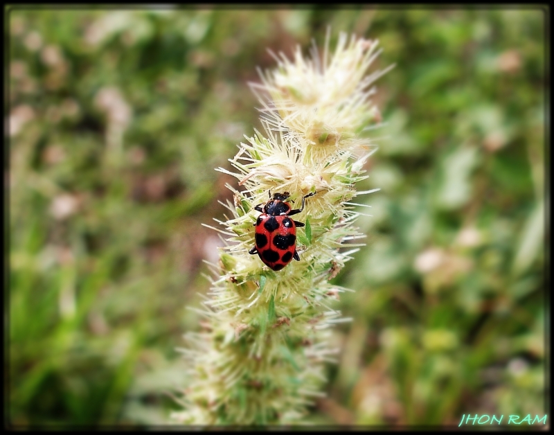 enfoque miniatura