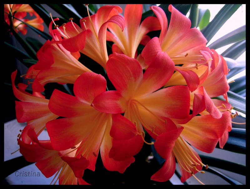 Clivia