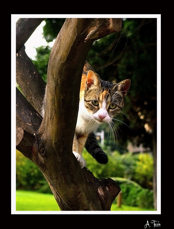 Subido en el arbol