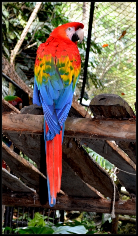 GUACAMAYA