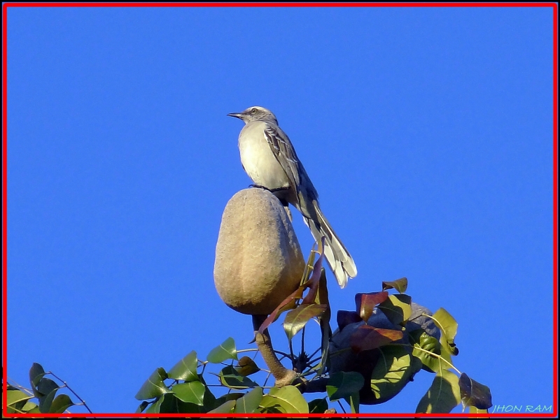 el rey pajaro