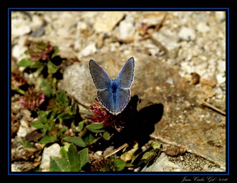 Mariposa