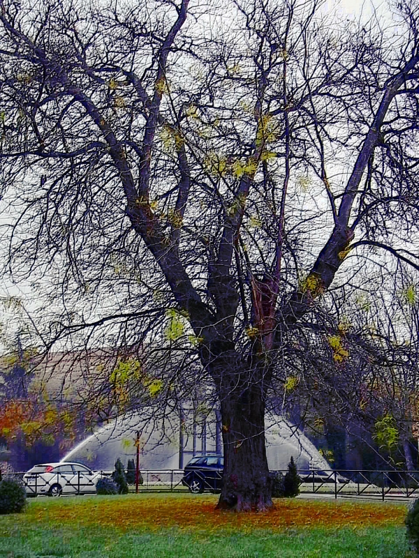 fuente y arbol