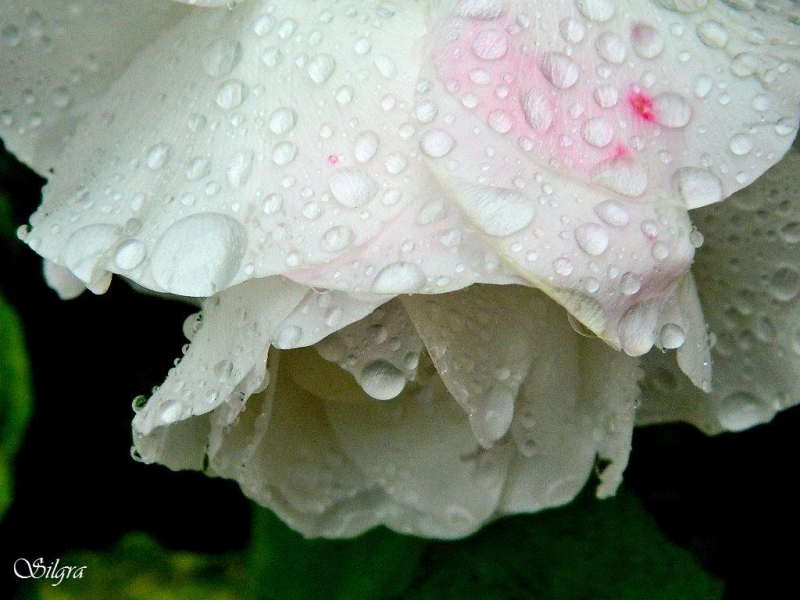 Bajo la lluvia