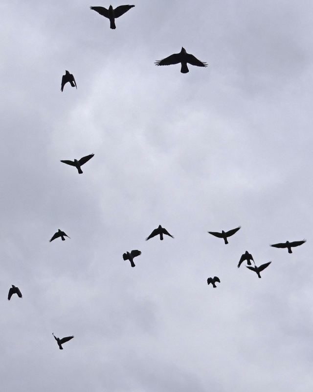 A VUELO DE PAJARO......