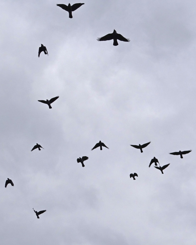 A VUELO DE PAJARO......