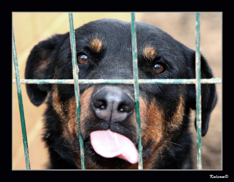 EL BESITO PERRUNO DE \