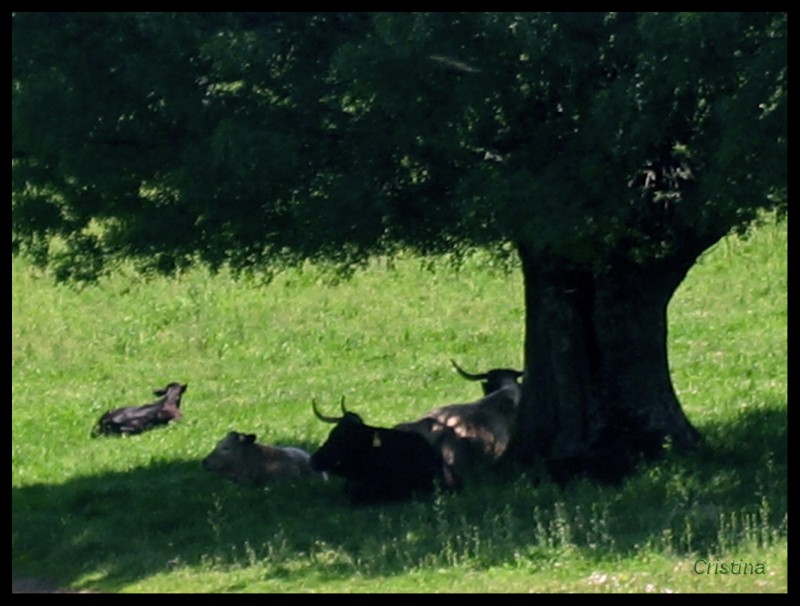 Siesta en familia