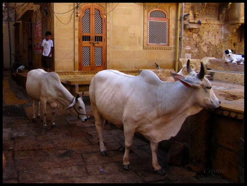 Vacas sagradas