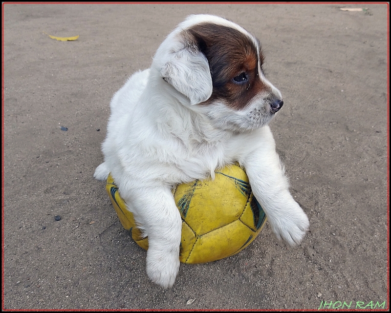 el mini atleta