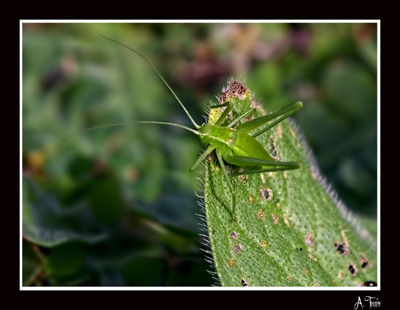 Saltamontes2