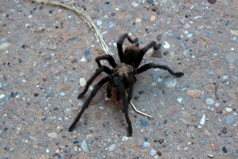 tarantula