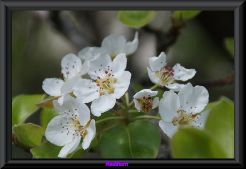 Flores de cerezo, del Jerte