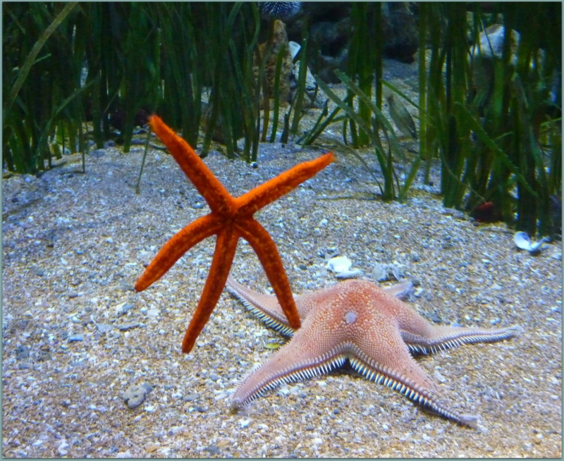 Estrella de mar. (Asteroidea)