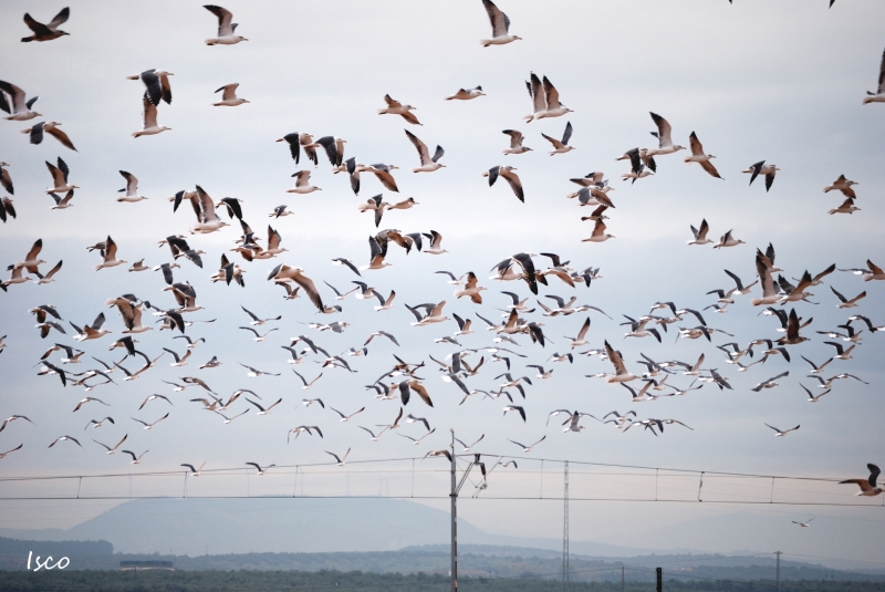 Gaviotas sobrevolando las vas