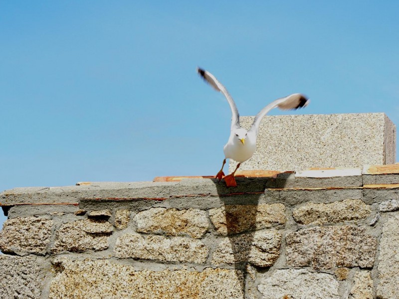 el vuelo