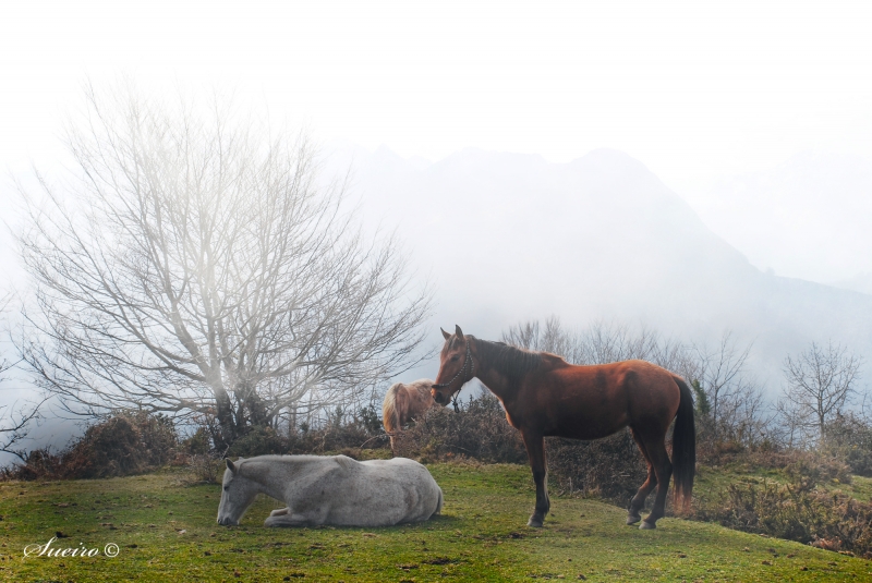 caballos en la niebla