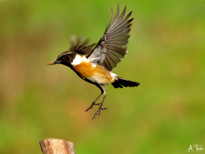 El vuelo de la tarabilla1