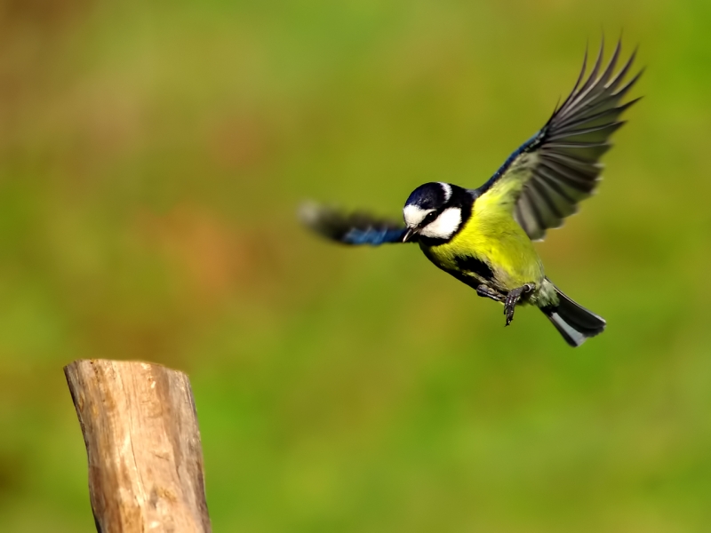 El vuelo del herrerillo