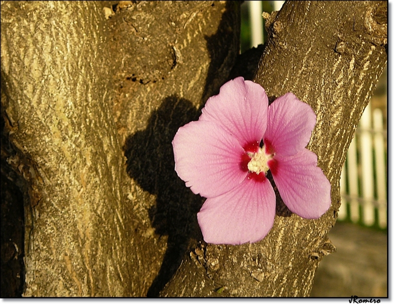 Simplemente una Flor