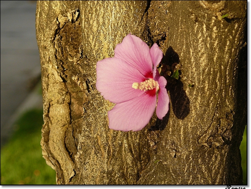 Simplemente una Flor II