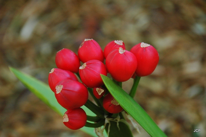 Clivias