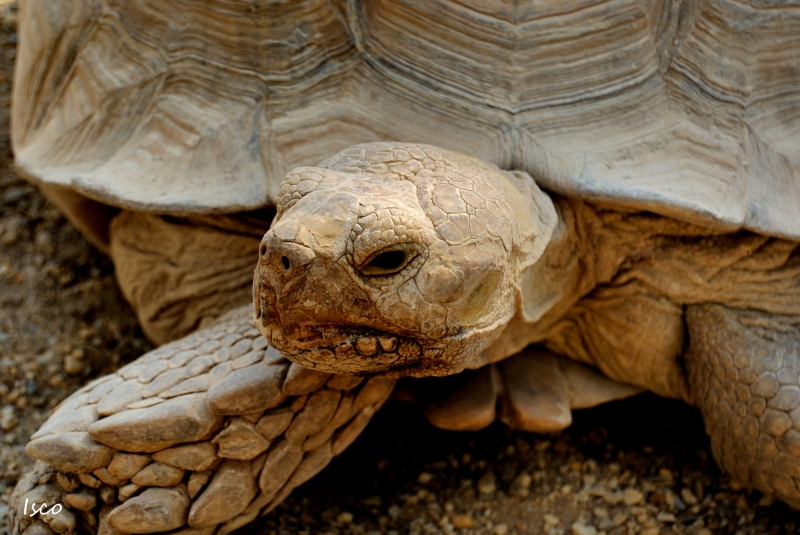 Tortuga gigante