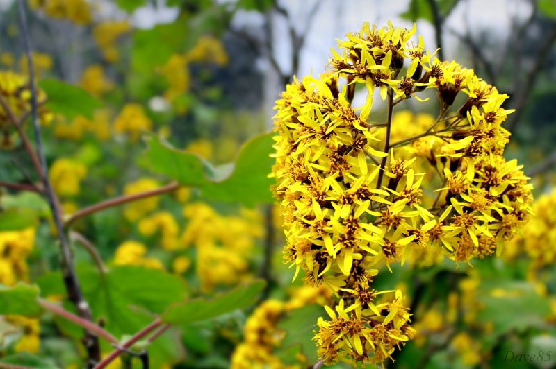Flores amarillas